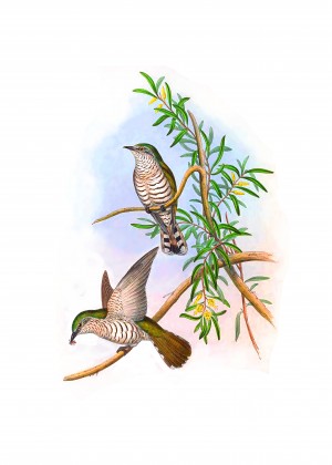 Little Bronze Cuckoo_OSG